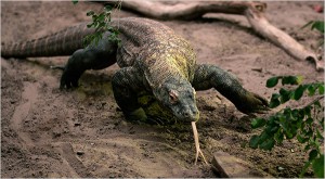 Komodo Dragon