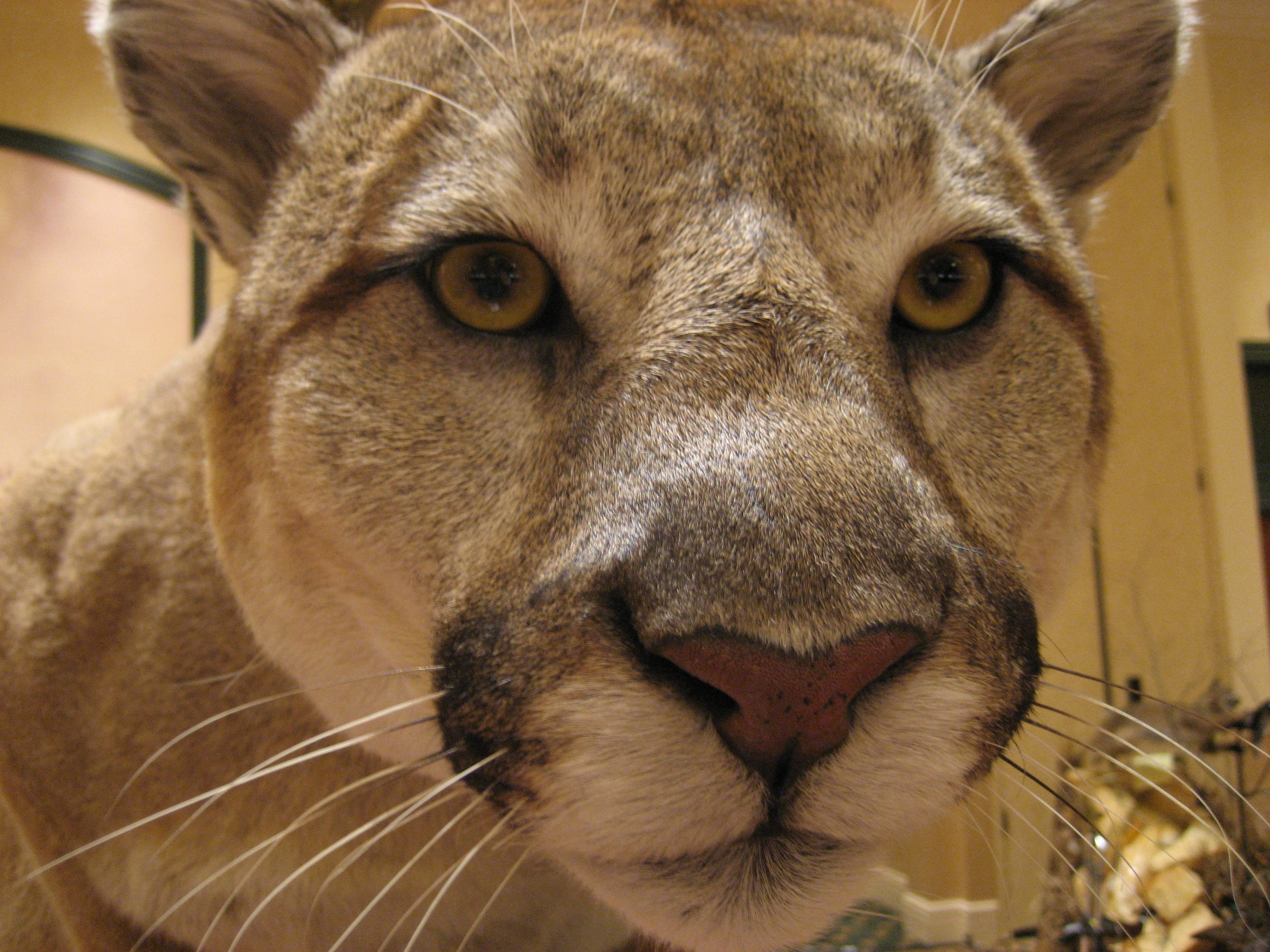 Bryan Christy's The Lizard King Book » Blog Archive » World Taxidermy