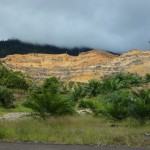 Logged rainforest, pre-oil palm