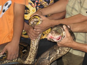 Wild pythons brought in for skinning